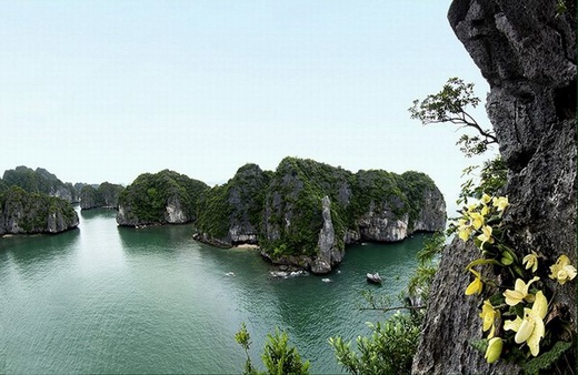 Travel to Halong bay in Spring